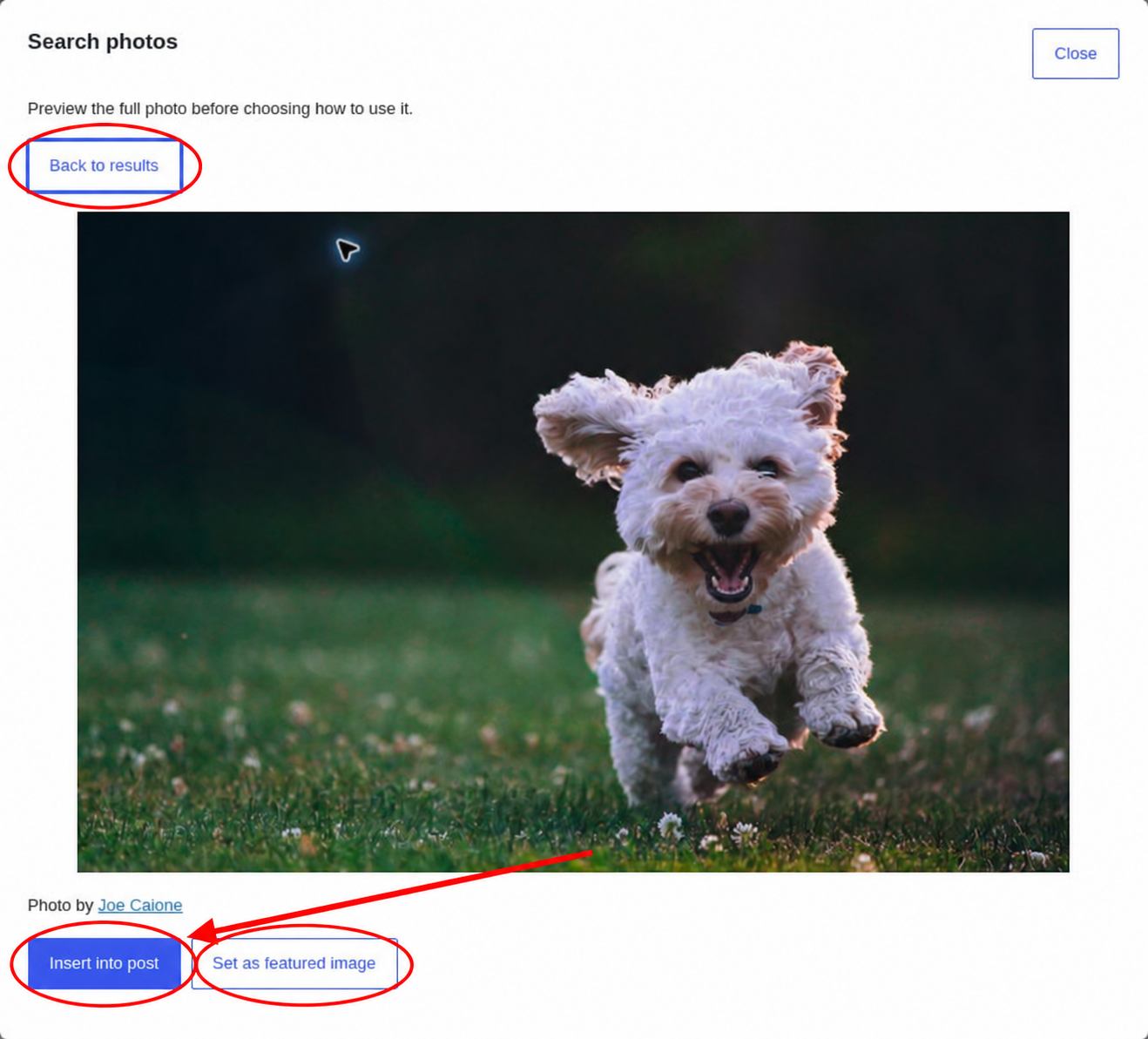 Large preview of a puppy photographed by Joe Caione, with Back to results, Insert into post, and Set as featured image controls.